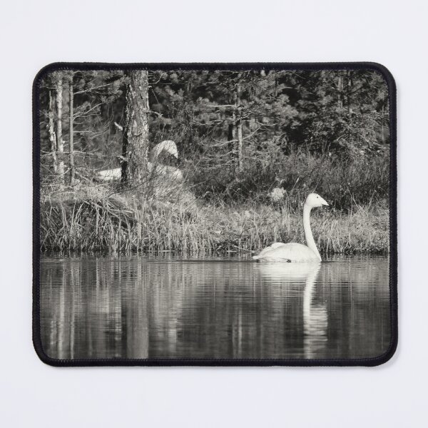 Item preview, The pair and incubation period. Whooper swan designed and sold by Jouko Lehto Photography.