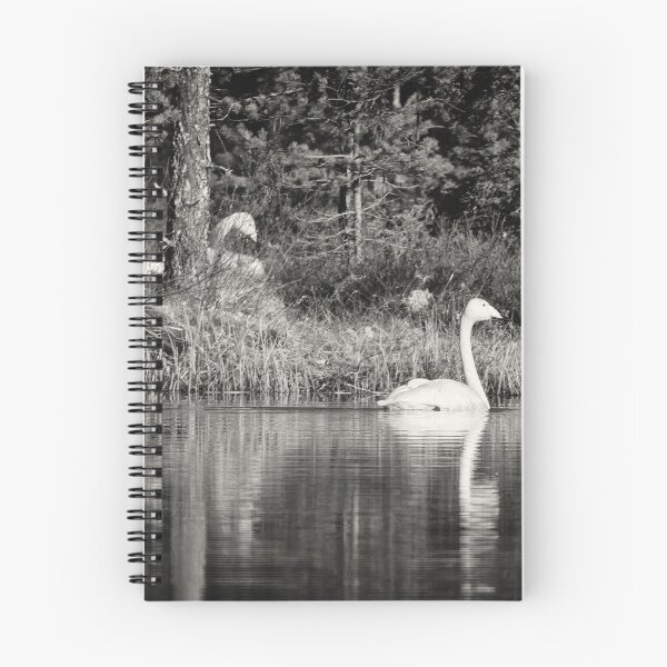 Item preview, The pair and incubation period. Whooper swan designed and sold by Jouko Lehto Photography.