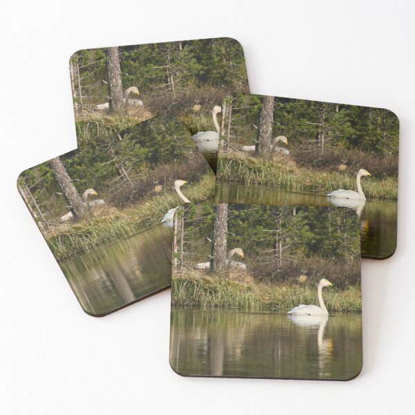 Item preview, The pair and incubation period behind the pines. Whooper swan designed and sold by Jouko Lehto Photography.