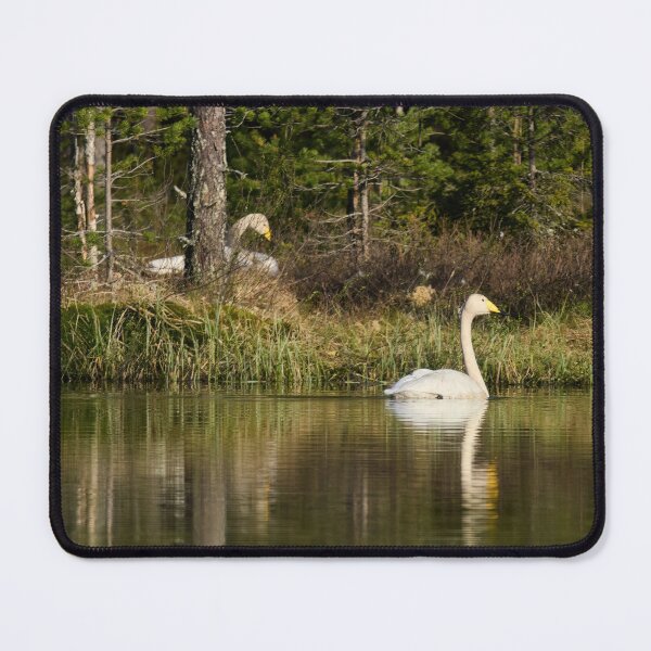 Item preview, The pair and incubation period behind the pines. Whooper swan designed and sold by Jouko Lehto Photography.