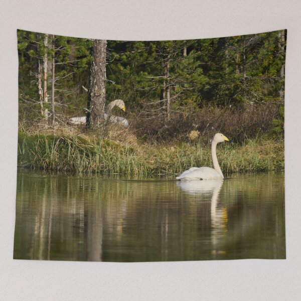Item preview, The pair and incubation period behind the pines. Whooper swan designed and sold by Jouko Lehto Photography.