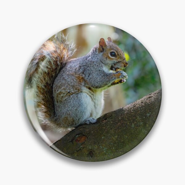 Item preview, A Gray Squirrel eating a nut designed and sold by DesWhelan.