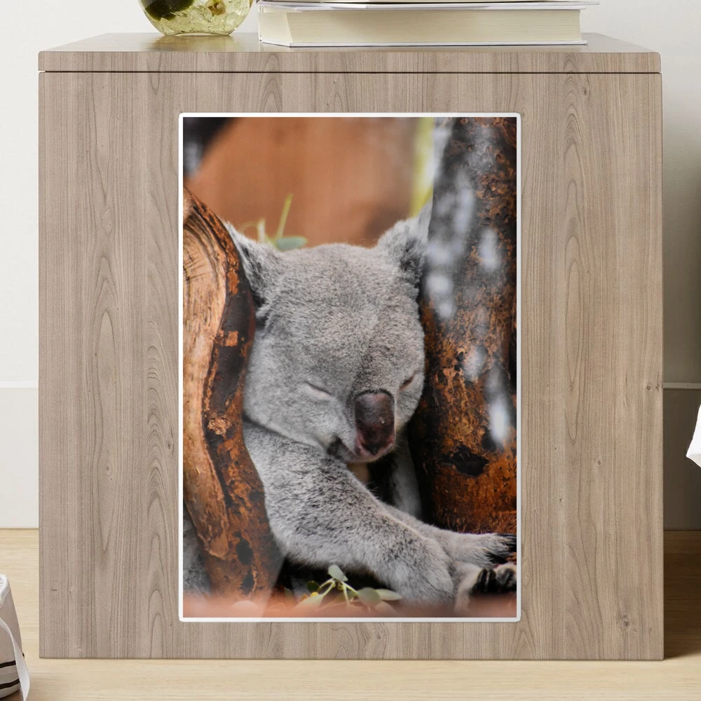 Sleeping Koala Sticker for Sale by mishmashmuddle