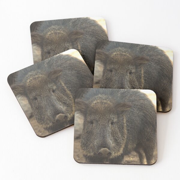 Item preview, Close-Up of the Chacoan Peccary designed and sold by NatureSouvenirs.
