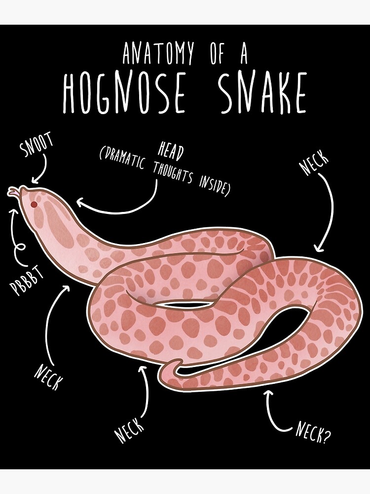 Jordan Hoodie/Leggings - Essential Snake - Black w. Snake face