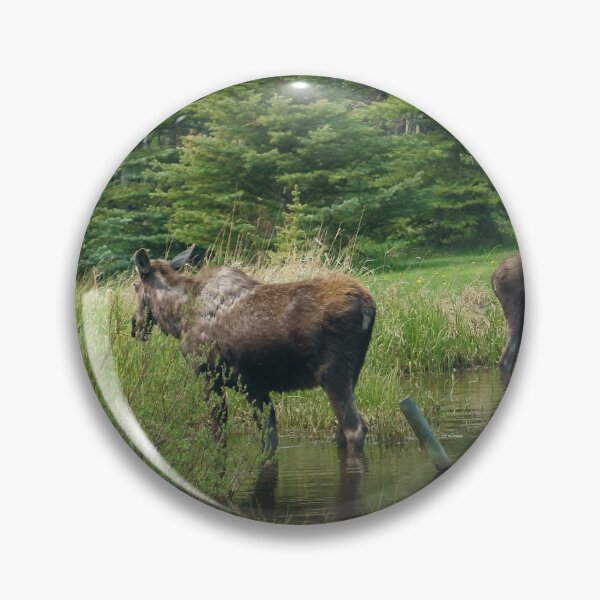 Item preview, Two Moose Standing in a Pond designed and sold by Vivar Photo.