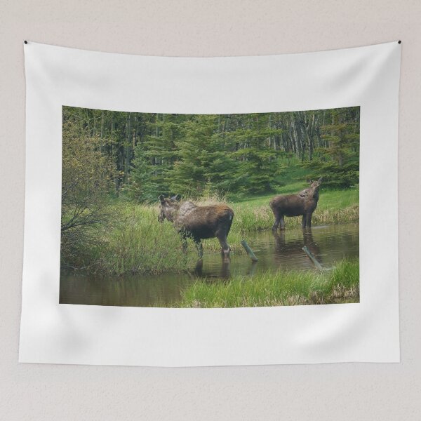 Item preview, Two Moose Standing in a Pond designed and sold by Vivar Photo.