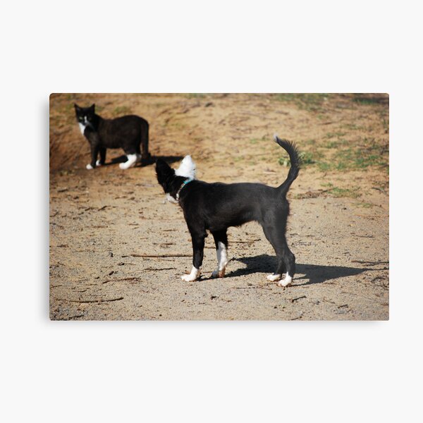 Strange Dog? Metal Print