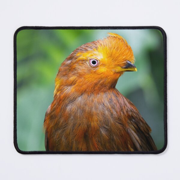 Item preview, The Andean Cock-of-the-Rock in Vibrant Glory designed and sold by NatureSouvenirs.