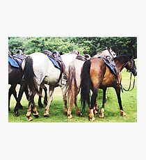 Horse's Photographic Print