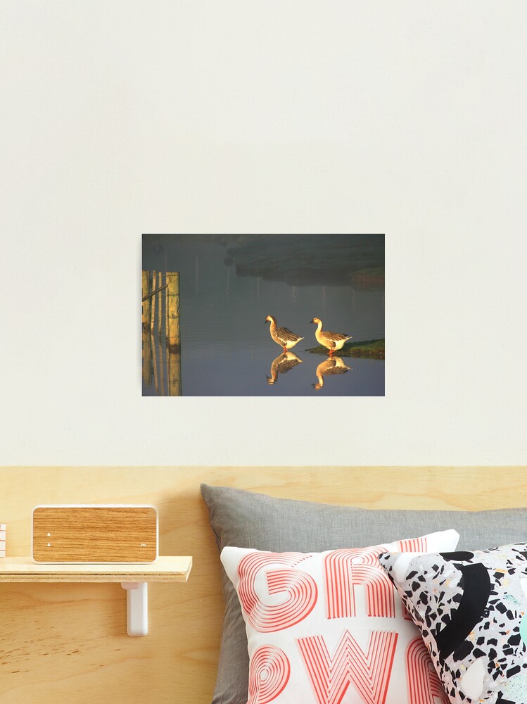 Thumbnail 2 of 3, Photographic Print, Early Morning Dip designed and sold by wootton60.
