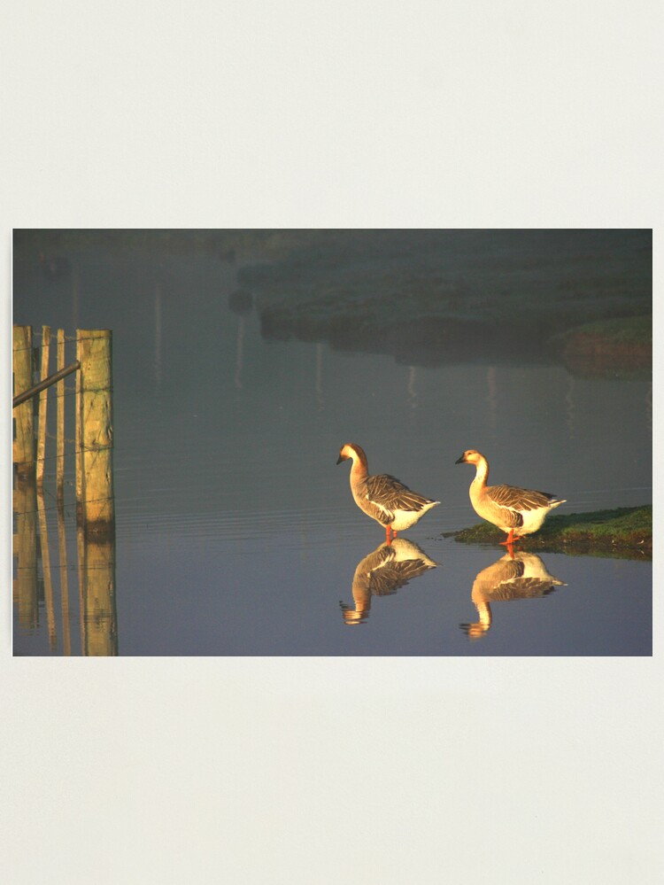 Alternate view of Early Morning Dip Photographic Print