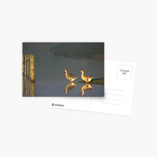 Early Morning Dip Postcard