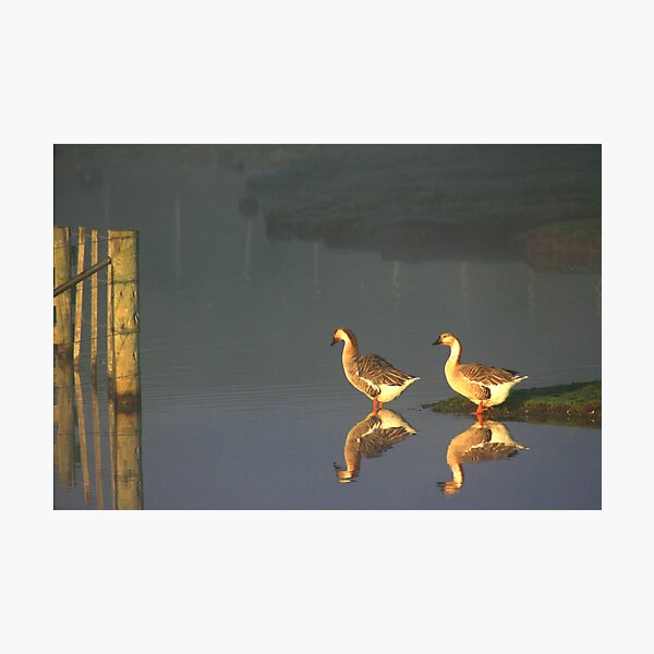 Early Morning Dip Photographic Print