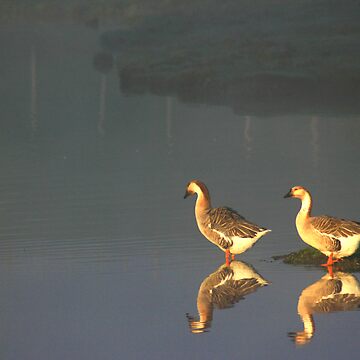 Artwork thumbnail, Early Morning Dip by Tim Wootton