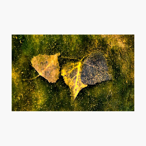 Leaves In The River Photographic Print