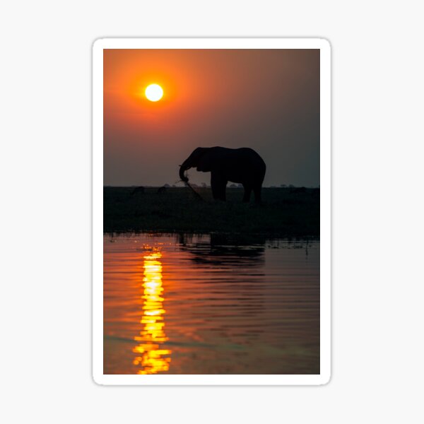 Vista previa del artículo con la obra «African elephant on the  Chobe River (C025/0431)», diseñado y vendido por SciencePhoto.