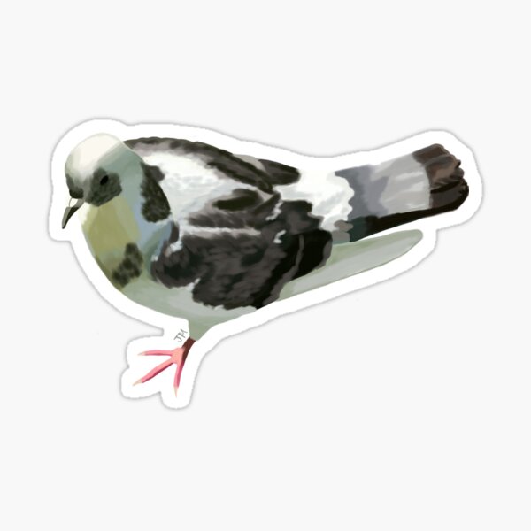White pigeon Sticker