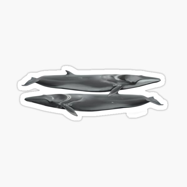 Item preview, Fin whales, scientific illustration  designed and sold by Ida Eriksson.