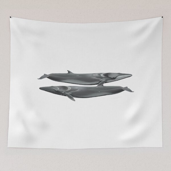 Item preview, Fin whales, scientific illustration  designed and sold by Ida Eriksson.