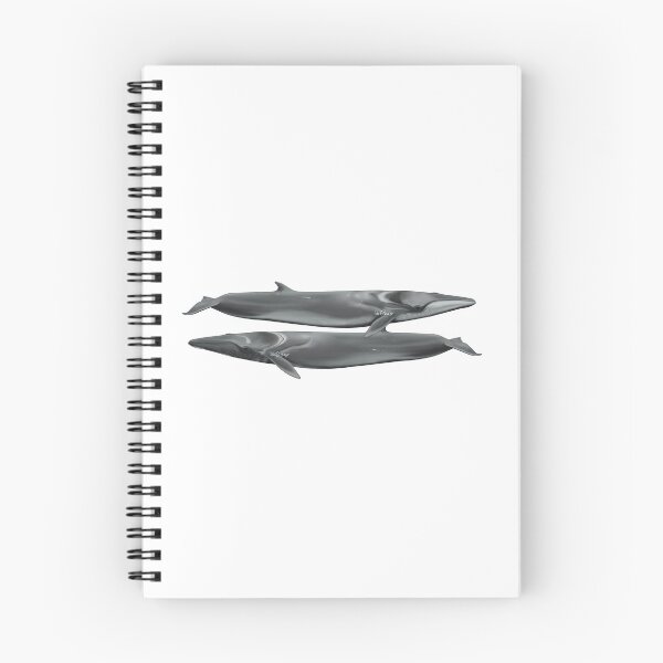 Item preview, Fin whales, scientific illustration  designed and sold by Ida Eriksson.