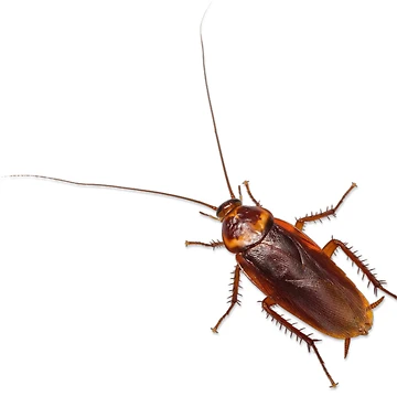 Artwork thumbnail, Cockroach by codedar