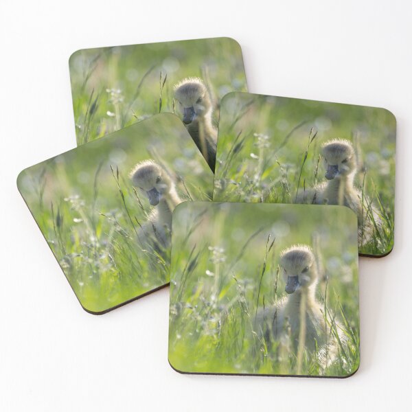 Item preview, A Canada Goose gosling grazing in the Spring meadow designed and sold by Adrian Rowley.