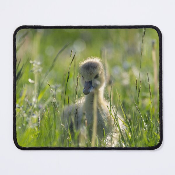 Item preview, A Canada Goose gosling grazing in the Spring meadow designed and sold by Adrian Rowley.