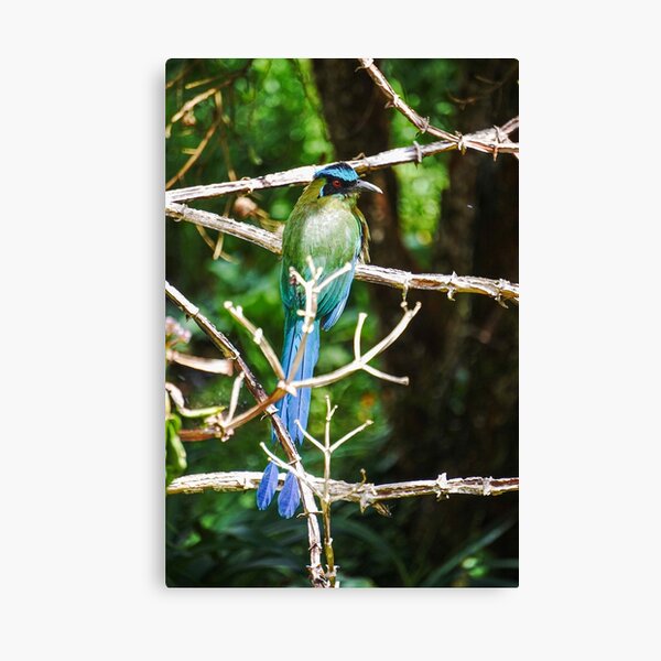 Amazonian Motmot Canvas Print
