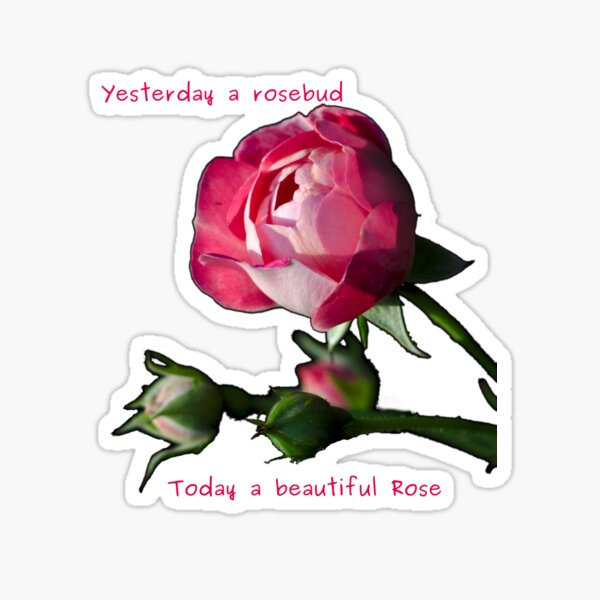 Yesterday a Rosebud Today a Rose Sticker
