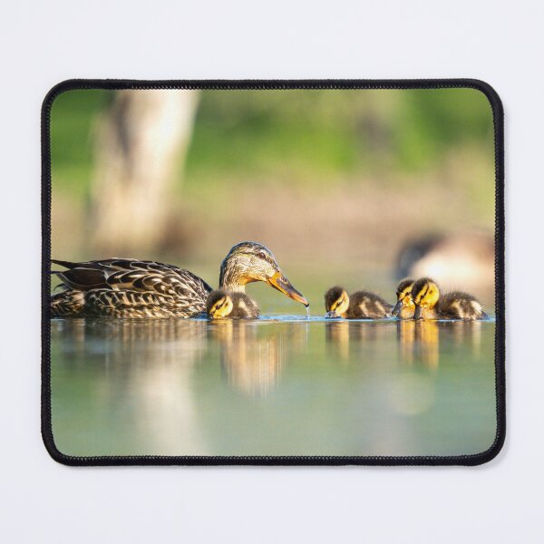 Item preview, Family O' Ducks designed and sold by Stephen Carmickle.