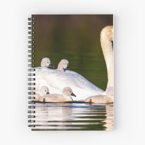 Item preview, Swan Riders designed and sold by Stephen Carmickle.