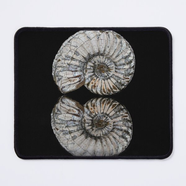 Item preview, fossil / shell designed and sold by marcrolandscape.
