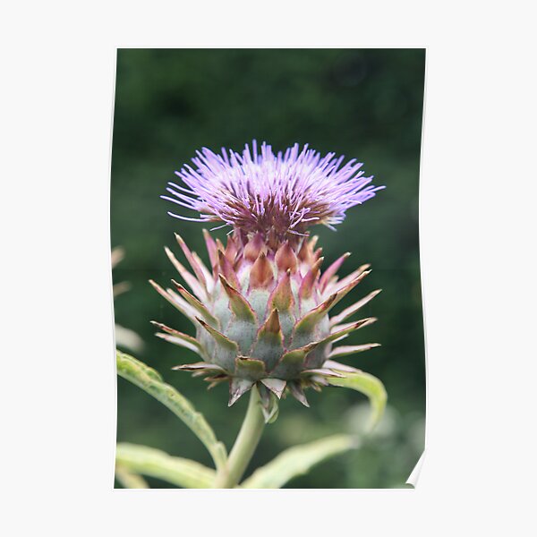 Cardoon Poster