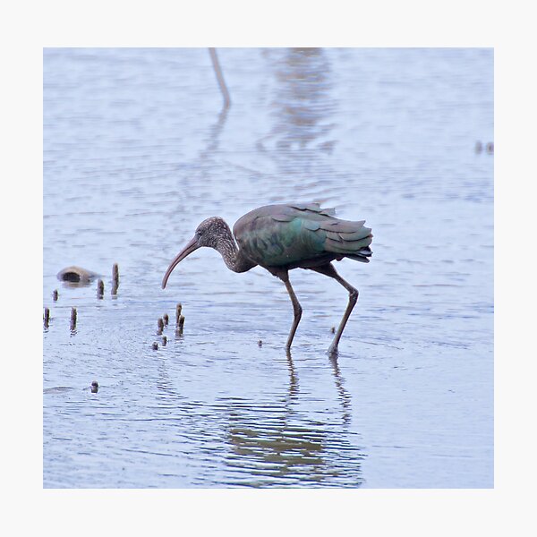 WADER ~ Glossy Ibis by David Irwin Photographic Print