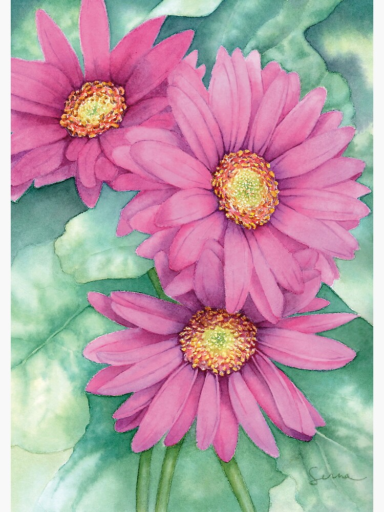 gerbera daisy watercolor