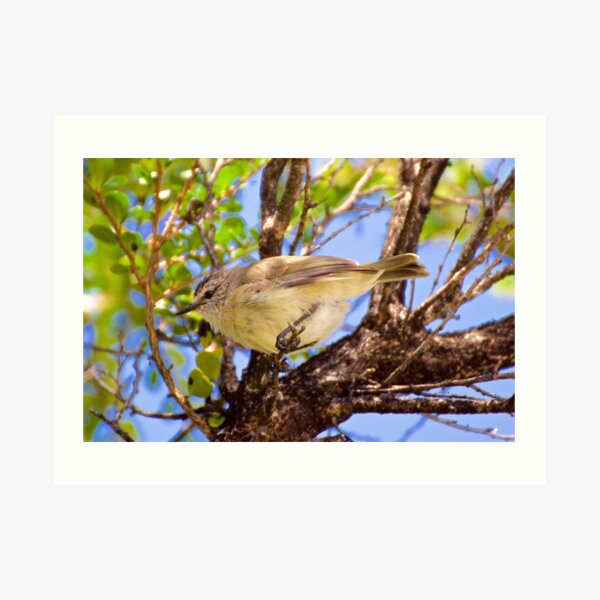 THORNBILL ~ Yellow-rumped Thornbill ZQN2jRQH by David Irwin Art Print