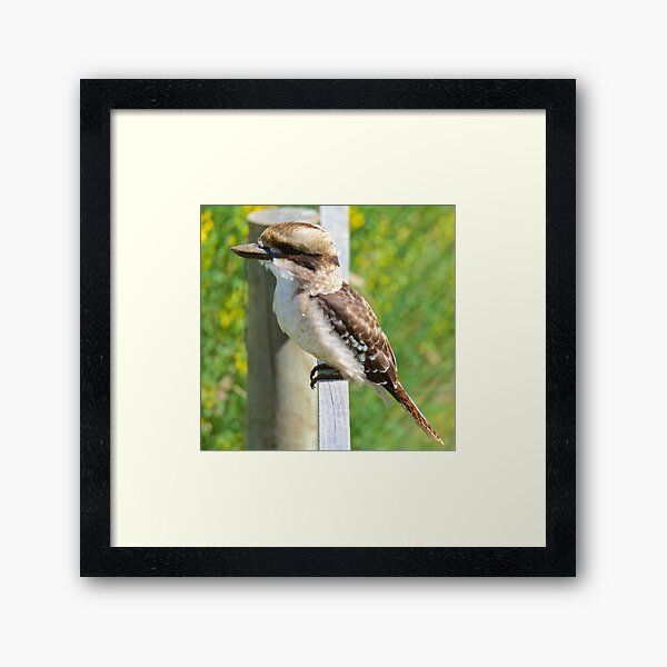 KINGFISHER ~ Kookaburra KNAM2ND5 by David Irwin Framed Art Print