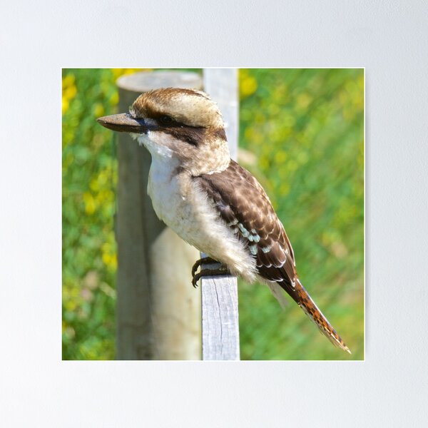 KINGFISHER ~ Kookaburra KNAM2ND5 by David Irwin Poster