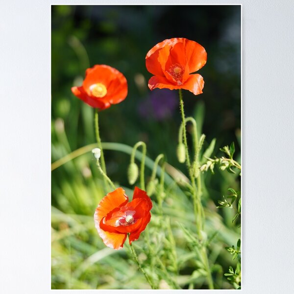 Item preview, Poppy blossom in my garden designed and sold by Binas-gallery.