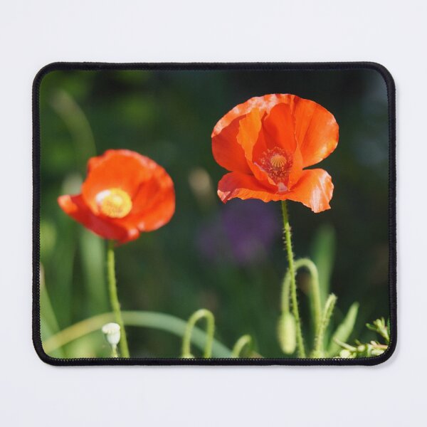 Item preview, Poppy blossom in my garden designed and sold by Binas-gallery.