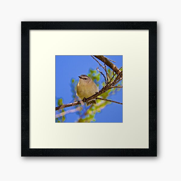 THORNBILL ~ Yellow-rumped Thornbill Bs9KGGCN by David Irwin Framed Art Print