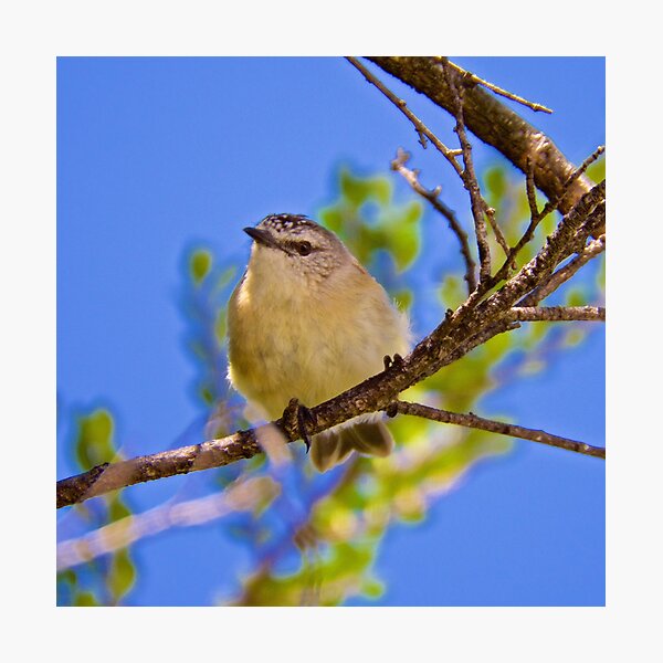 THORNBILL ~ Yellow-rumped Thornbill by David Irwin Photographic Print