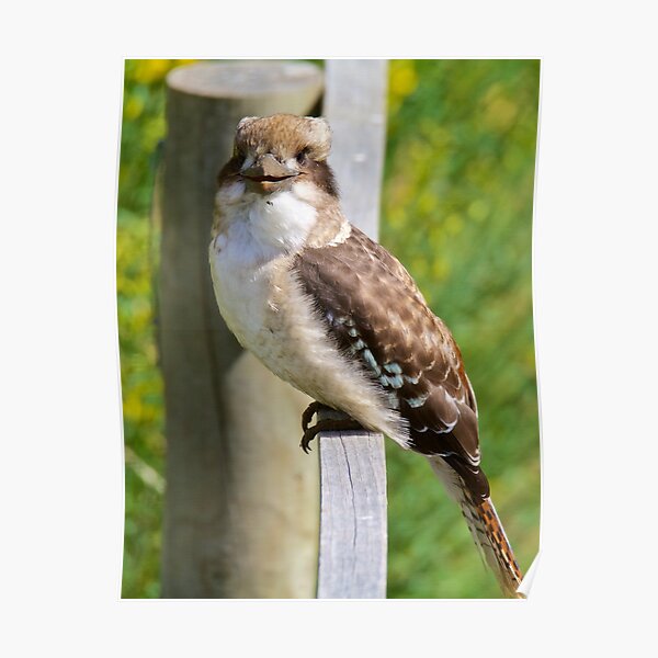 KINGFISHER ~ Kookaburra 6FU6F55Z by David Irwin Poster
