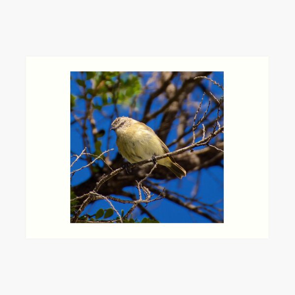 THORNBILL ~ Yellow-rumped Thornbill by David Irwin Art Print