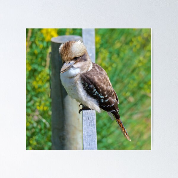 KINGFISHER ~ Kookaburra 4NWLLVVQ by David Irwin Poster