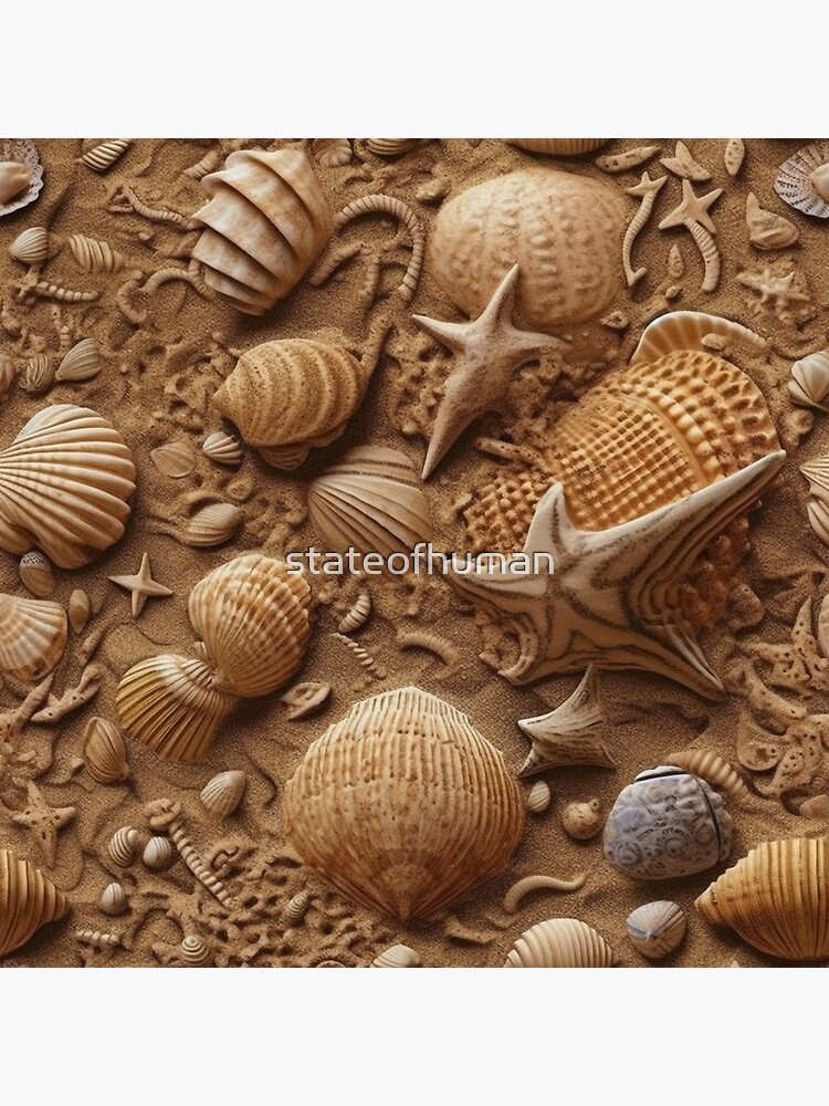 Images : coquillages de bord de mer