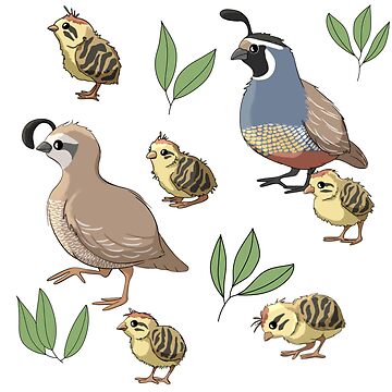 Artwork thumbnail, California Quail Family by RhondaLuluArt