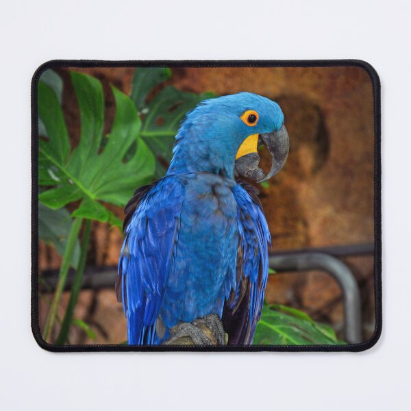 Item preview, Parrot  designed and sold by Savannah Gibbs.
