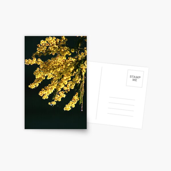 Wattle Blossom Postcard